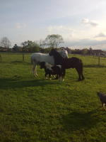 Bienvenue aux 1001 Pattes du Clos